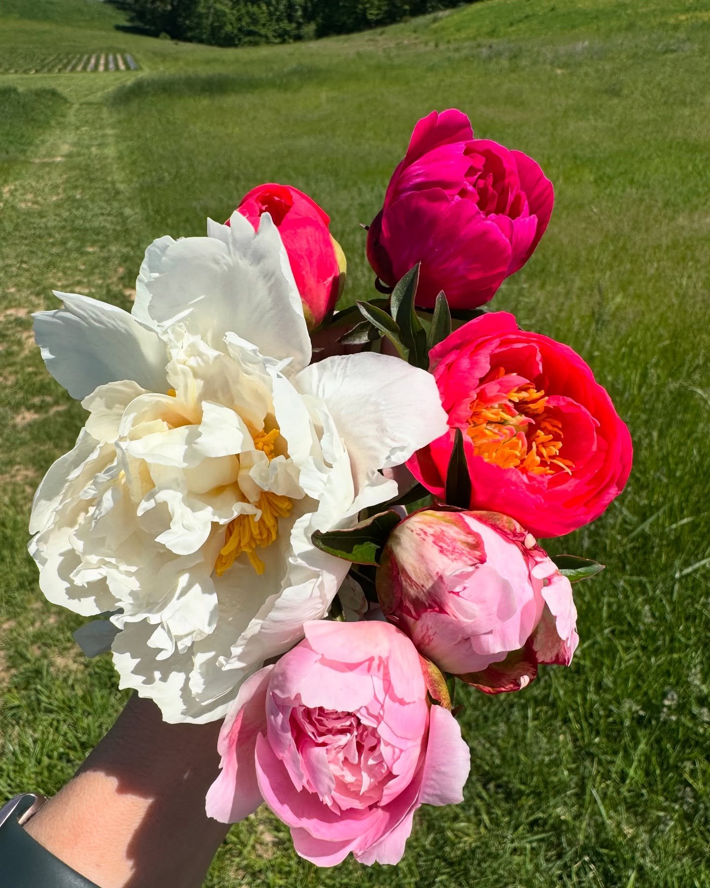 New varieties born today, they&rsquo;re just itty bitty baby sized, but look at Bowl of Cream. 🤍 She might be my favorite! Also going clockwise: Kansas (fuschia), Coral Sunset, Sarah B, and Alertie (pink) at the bottom. Can you imagine when they&rsq