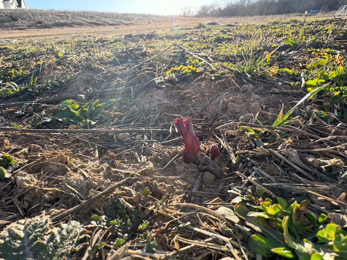 First signs of life from the coral field. We are all here patiently waiting. It&rsquo;s year two and I&rsquo;ve made a ton of mistakes and learned a lot more but I&rsquo;m here for it. Can&rsquo;t wait to see what year two brings.