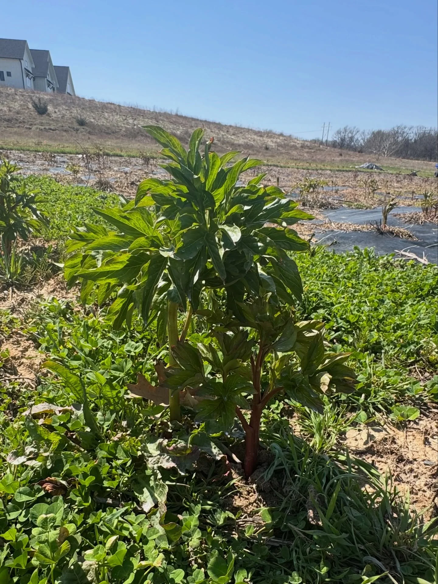 🌱 The peony field is poppin! Corals are looking great, as well as Kansas and the new Alexander Flemings!

🐣 I was doing some inventory and came across a Killdeer nest and its mama. According to Chat they do a &ldquo;broken wing&rdquo; act to distra