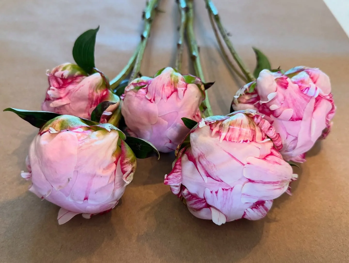 So much to reflect on from our short peony season. I learned so much and had so much fun. I will definitely find ways to extend the season in the future! In the meantime look at these Sarah Bernhardts. 😍