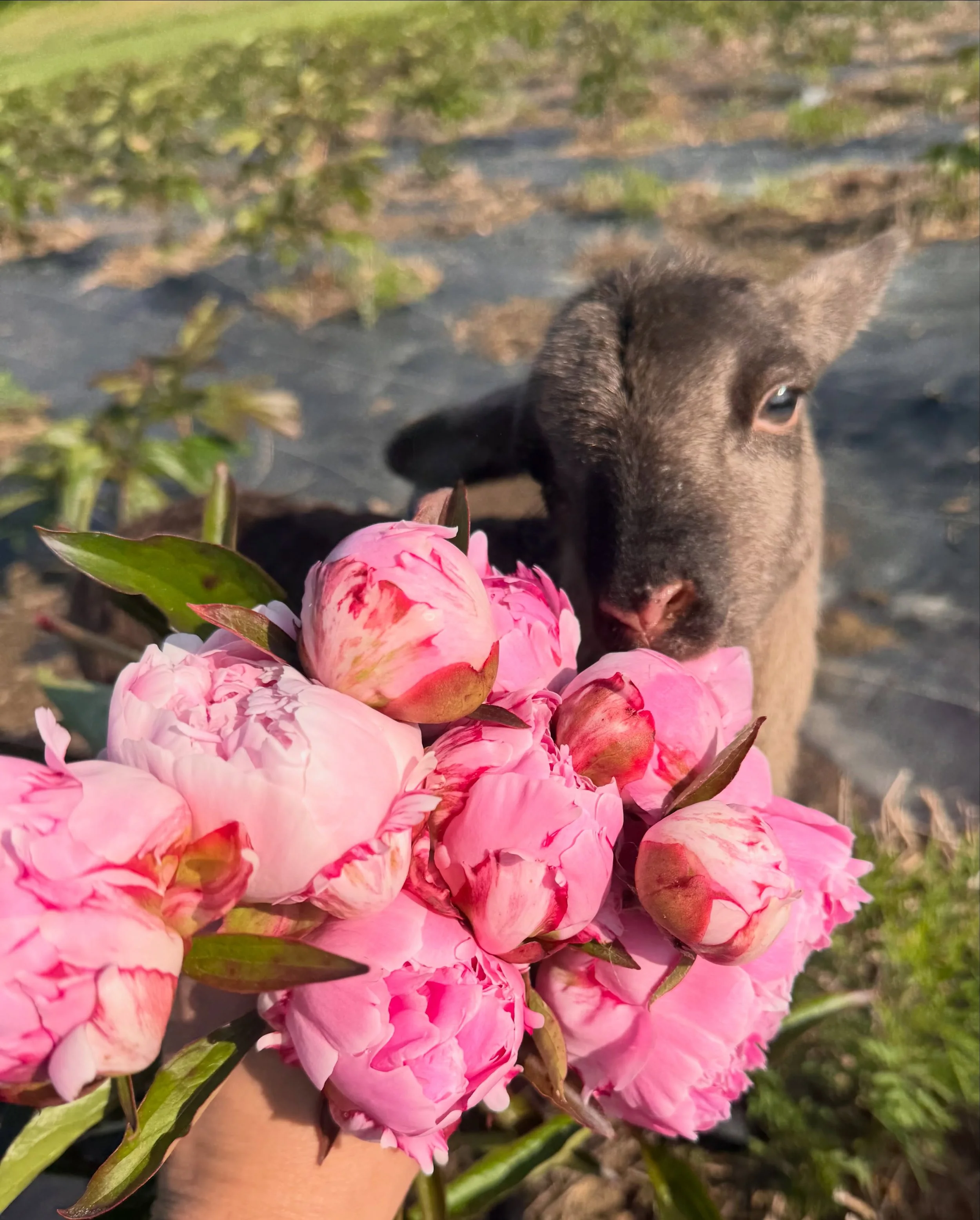 Happy Mother&rsquo;s Day! So many Sarah B&rsquo;s woke up today! They&rsquo;re my favorite. 🌸 And Coco the bottle baby lamb chased me all the way down here and helped. 

Last chance to get a subscription, only 3 weeks left of peony season!! I&rsquo;