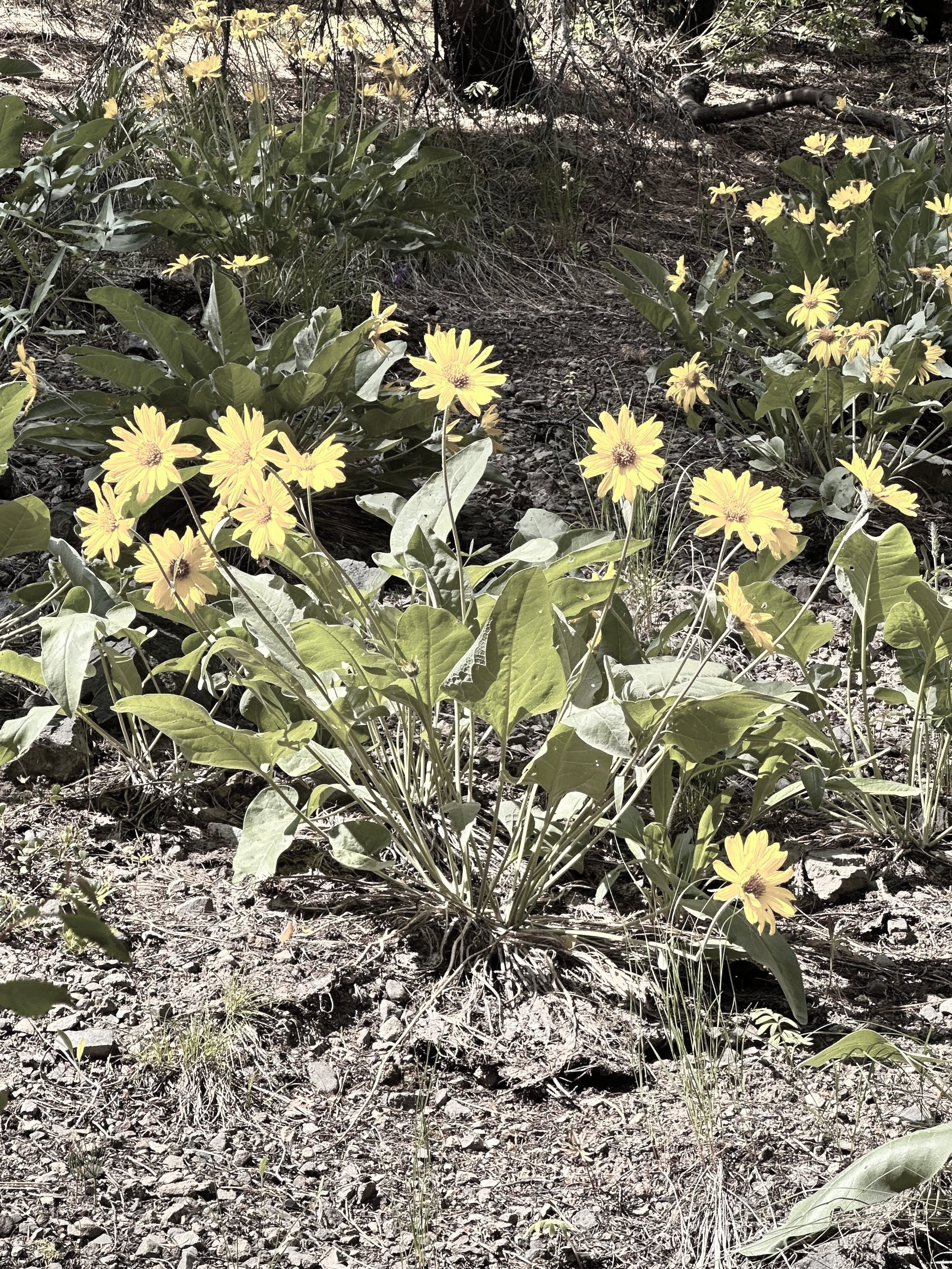 Yellow wildflowers growing in a dry, rocky soil in a natural outdoor setting.