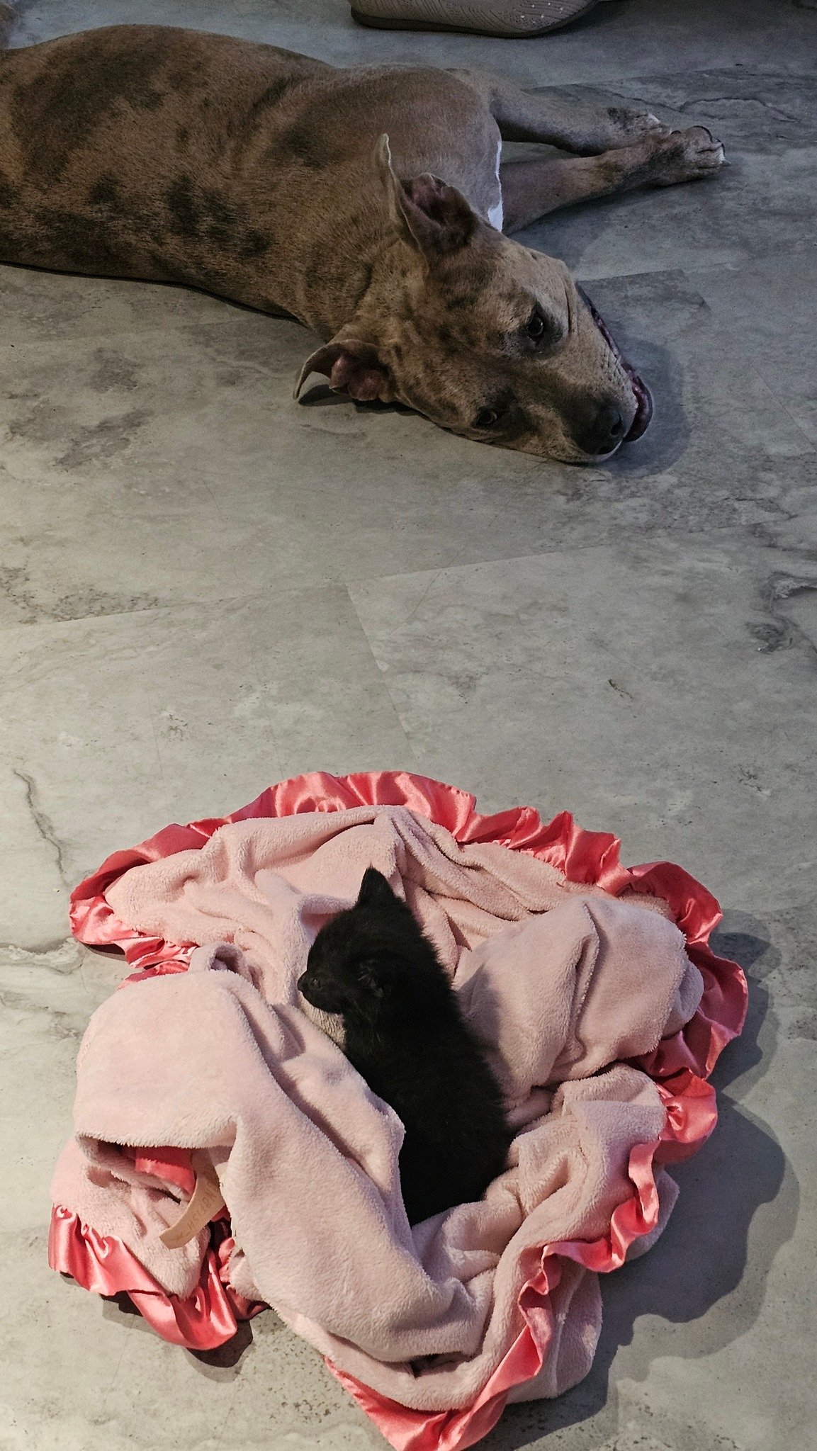 Kitten experts - need your help.
Ok so the now 5ish week old kitten is battling GI lmmotility. He hasnt 💩 well sine we found him. (He is also still bottle feeding cause he still refuses to even look at a dish, much less lap from it.. but im trying)