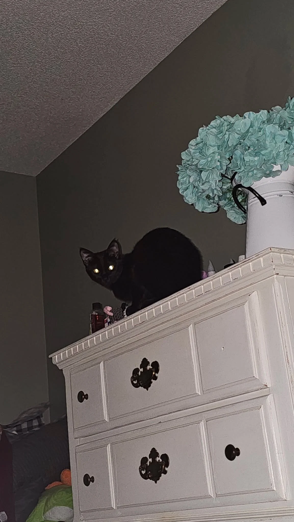 POV: your baby house panther doesnt understand the concept of weekends and thinks the best way to tell mom its time for breakfast is to make noises like she's chewing on something important, very loudly and obnoxiously at 5am. 😑