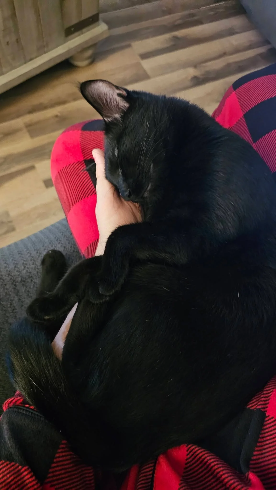 Hap Griffin lol. The trap 🤣🥰
I dare not need my left hand, even though im trying to work 🤣