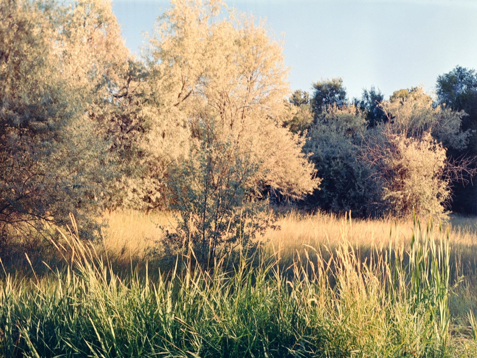 Sunlit trees and tall grass in a peaceful outdoor scene during daytime.