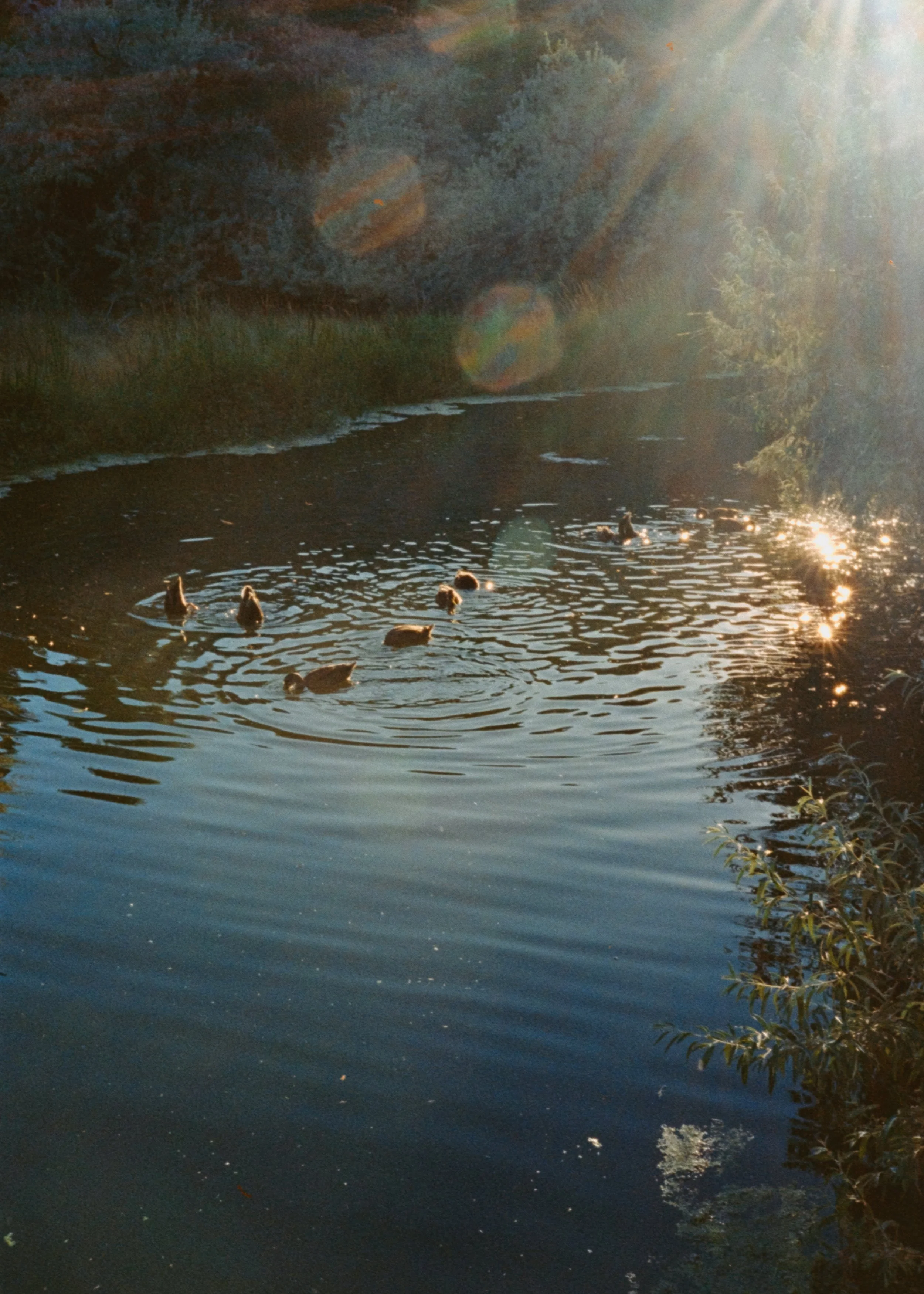 A group of ducks swimming in a river during golden hour with sunlight creating lens flares and reflections on the water, surrounded by trees and bushes.