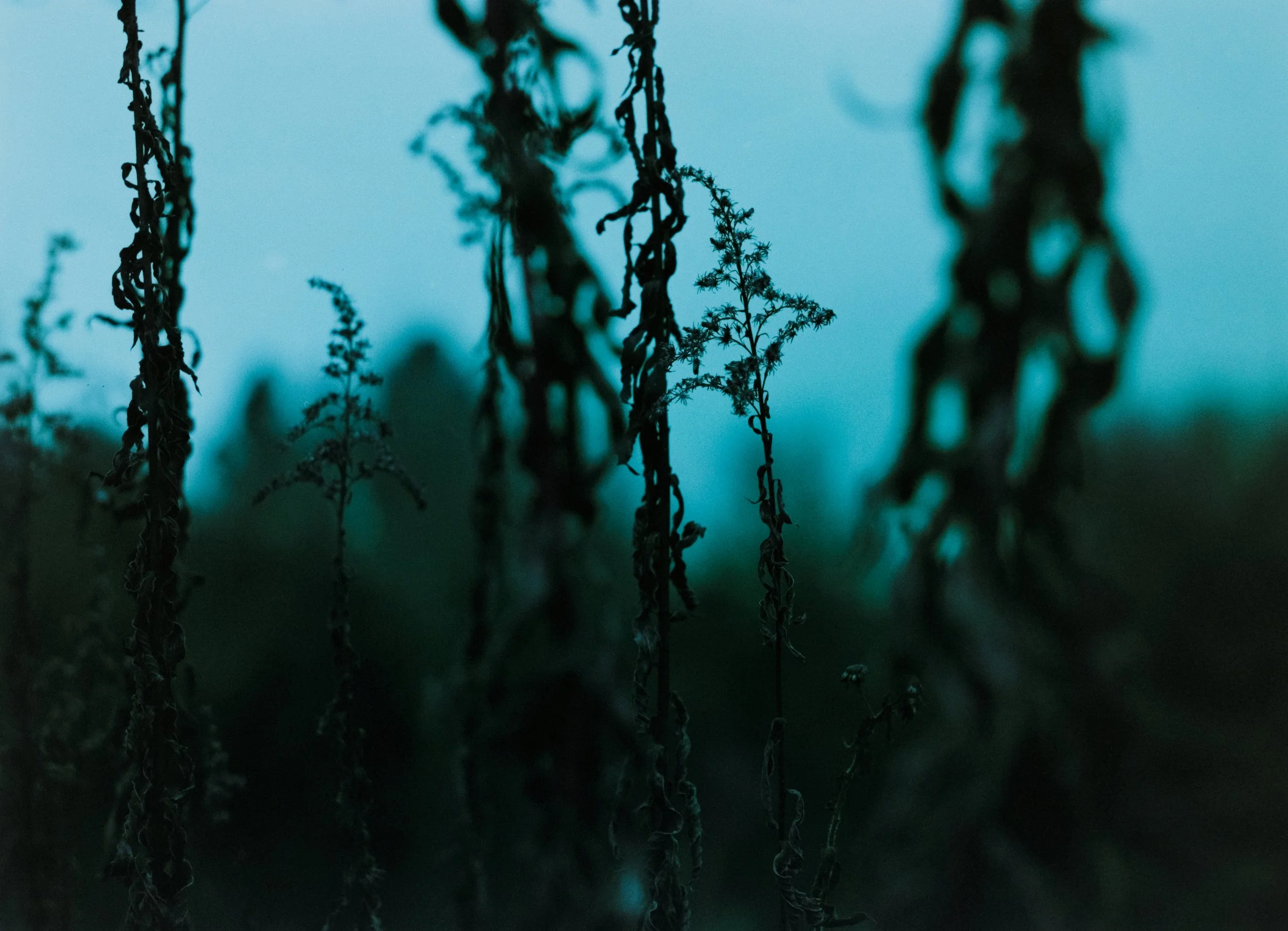 Close-up of dried, withered plants or weeds against a blurred background of a sky during dusk or dawn.