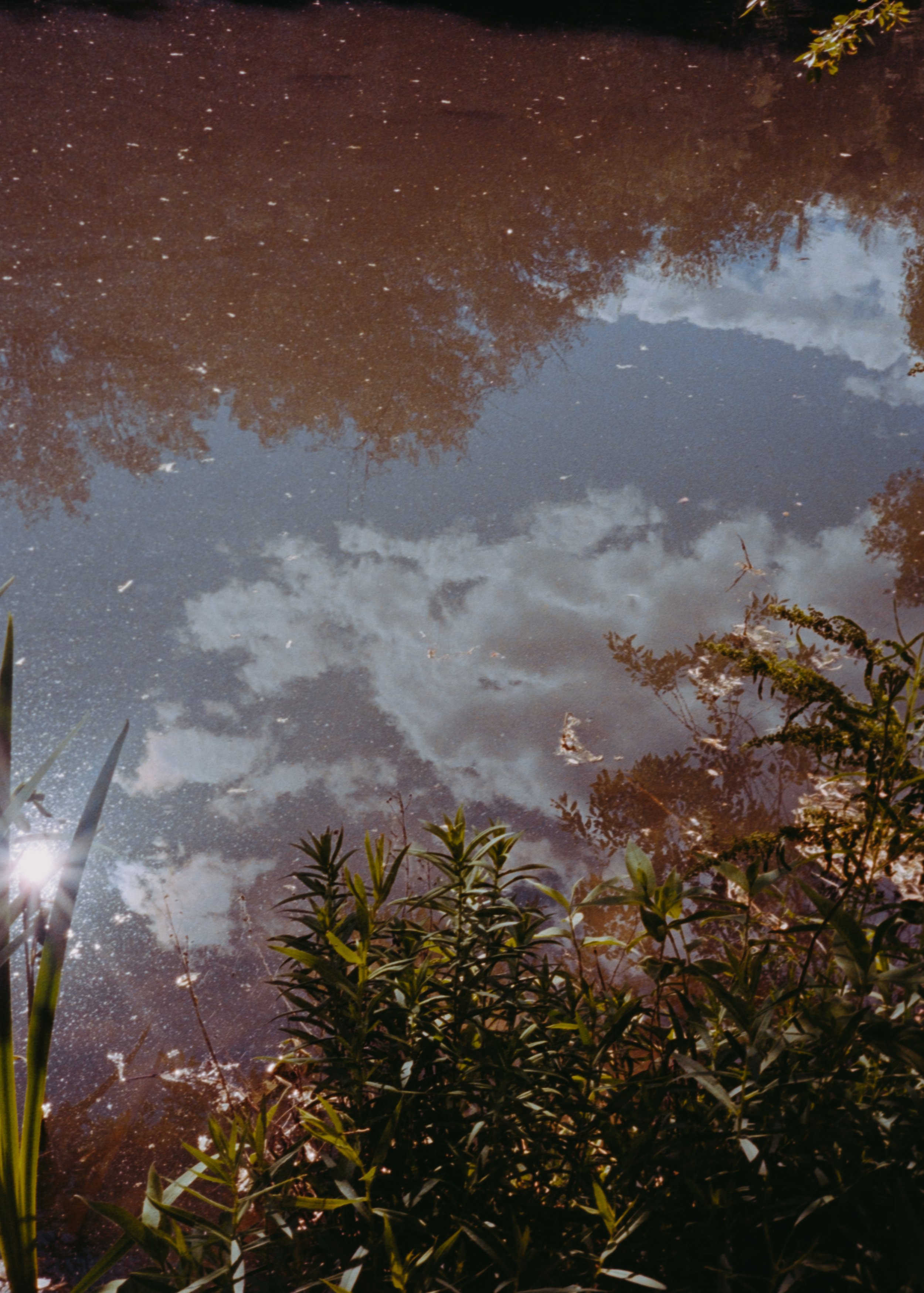 Reflection of clouds and trees in a puddle of water on the ground with surrounding greenery.