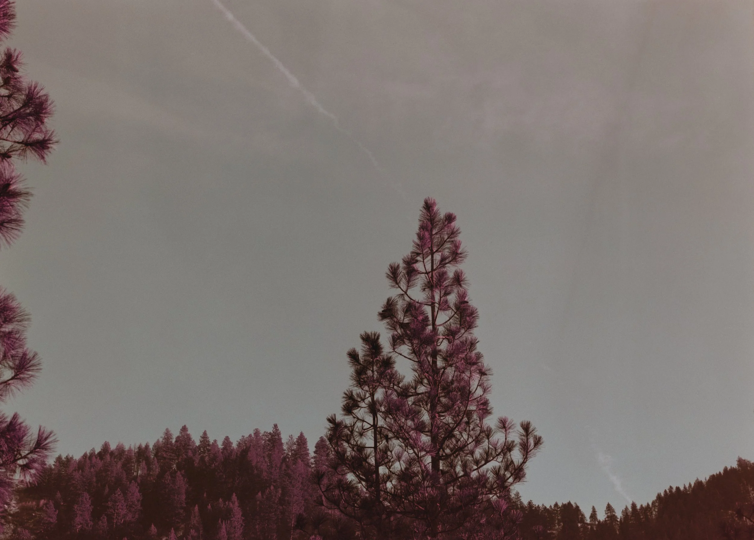 Tall pine trees with purple foliage set against a gray sky with visible contrail lines.