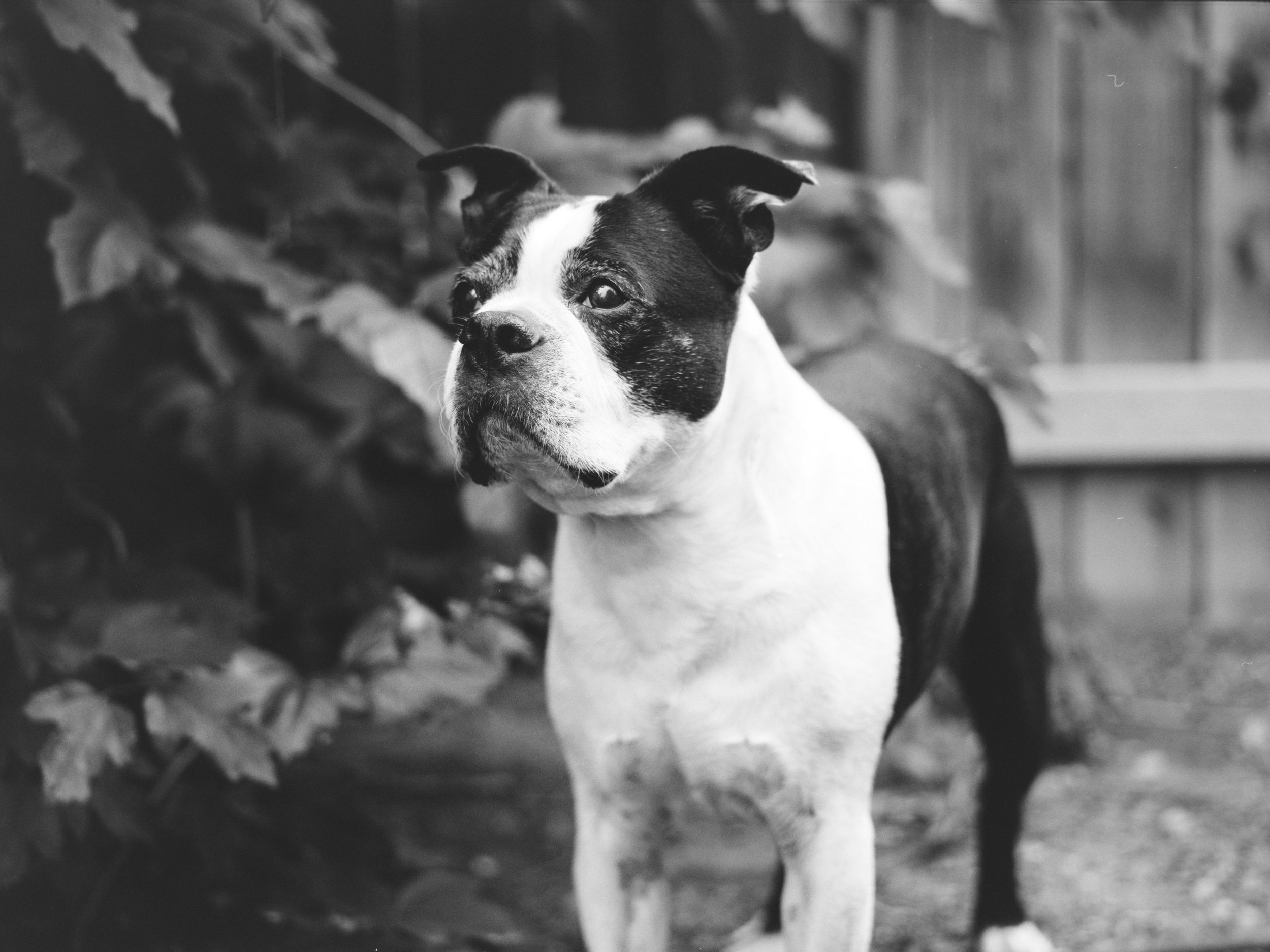 Black and white photo of a dog, possibly an American Staffordshire Terrier, standing outdoors near a wooden fence and some foliage, looking to the left.