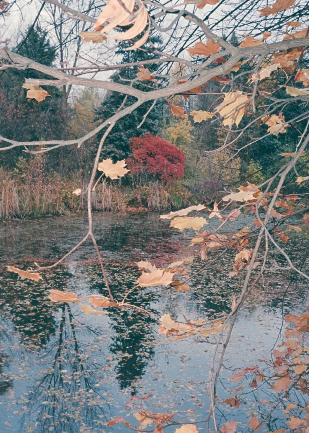 Autumn scene with a pond, fallen leaves on water, and trees with colorful fall foliage in the background.