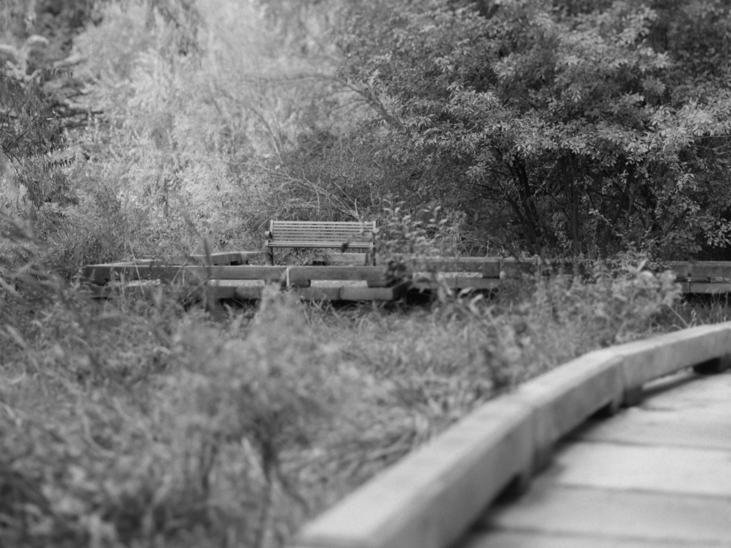 A black and white photo of a park trail with a bench among trees and bushes.