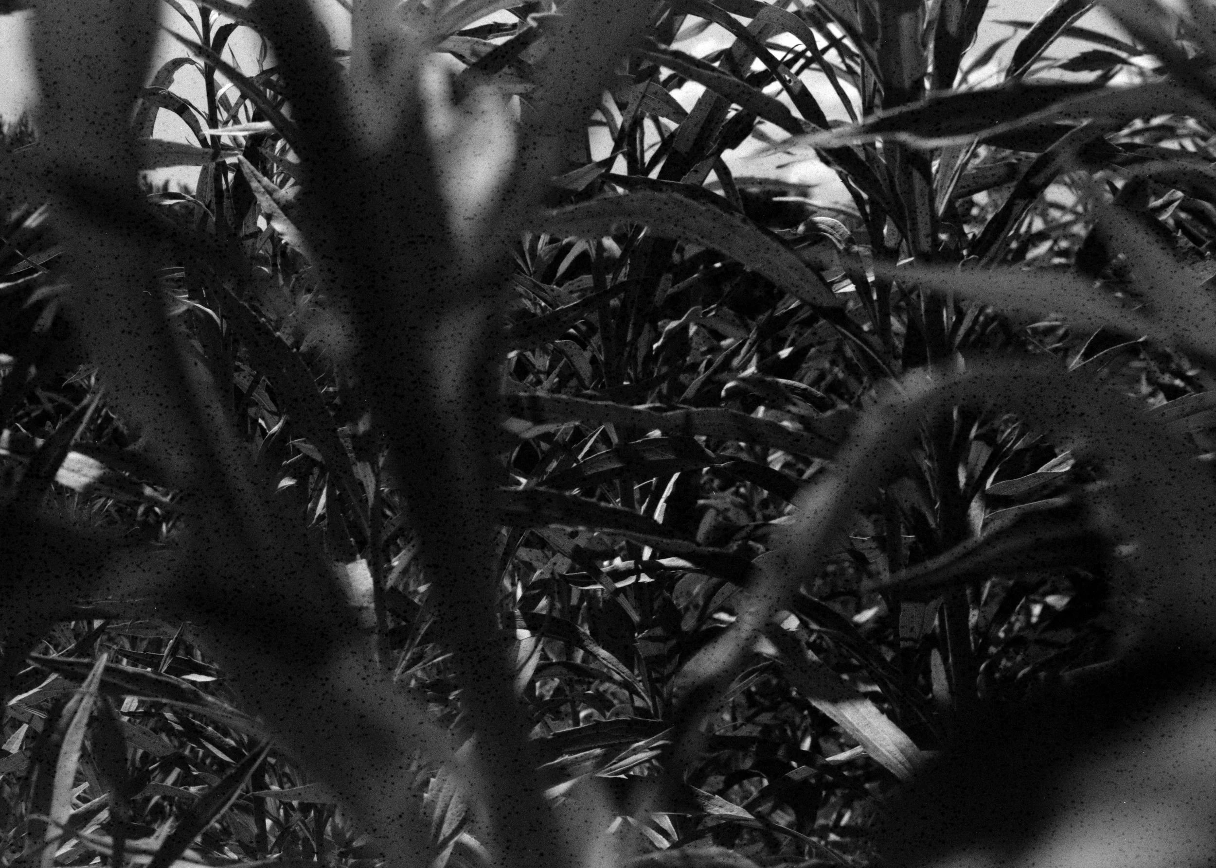 Close-up view of tall grass with blades and leaves in black and white.