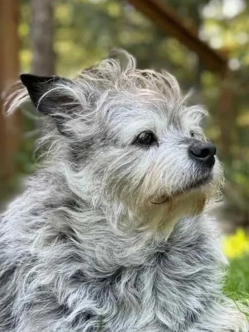 They Haven’t Left You: What Animals Often Share From Spirit