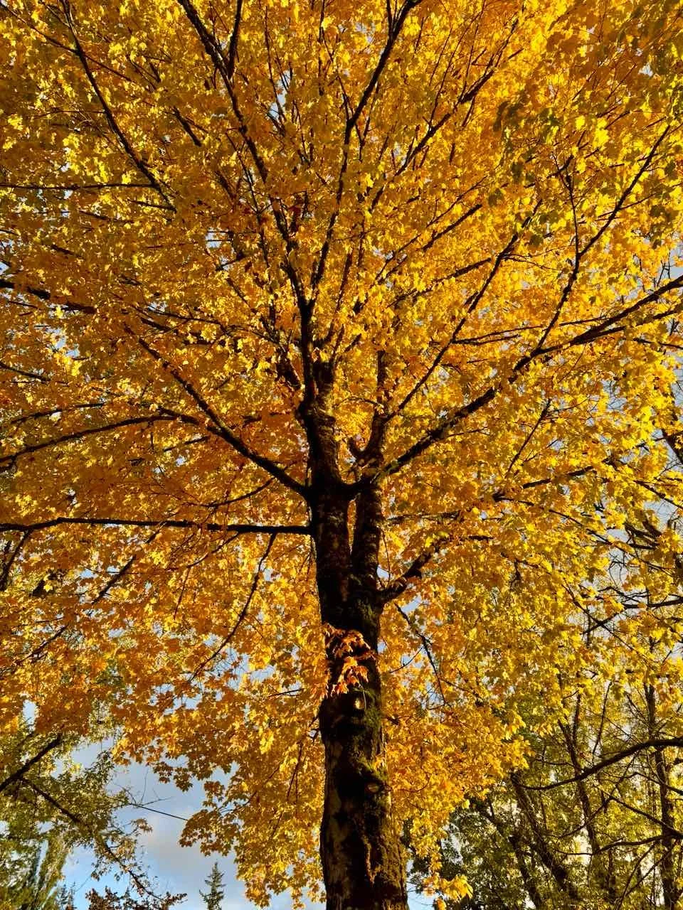 What Animals in Spirit Want Their People to Know