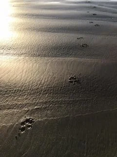 Continuing Bonds With Companions in Spirit — Without Needing Validation