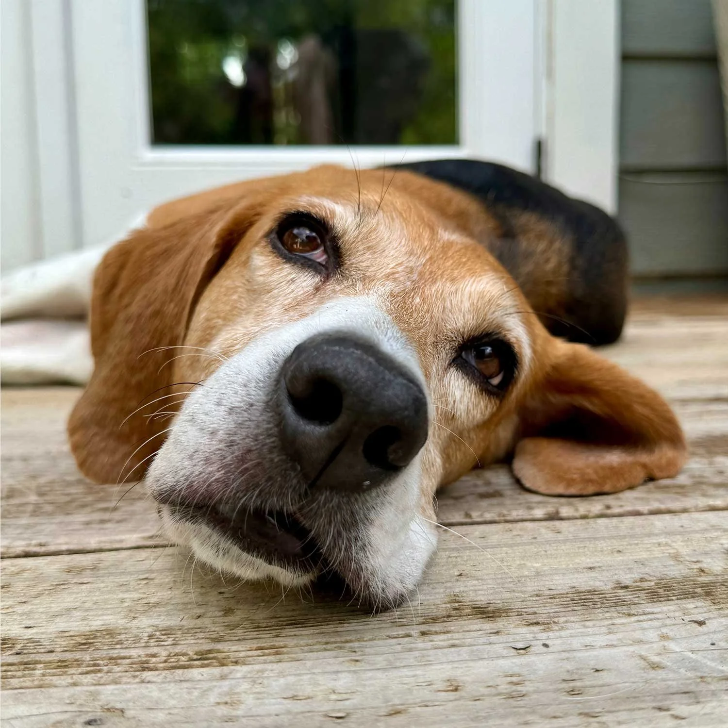Rescue dog Gibbs resting on a deck, example of trauma-informed animal communication supporting healing after laboratory rescue