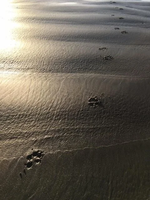 Dog footprints in beach sand at sunset symbolizing continuing bonds with pets in spirit