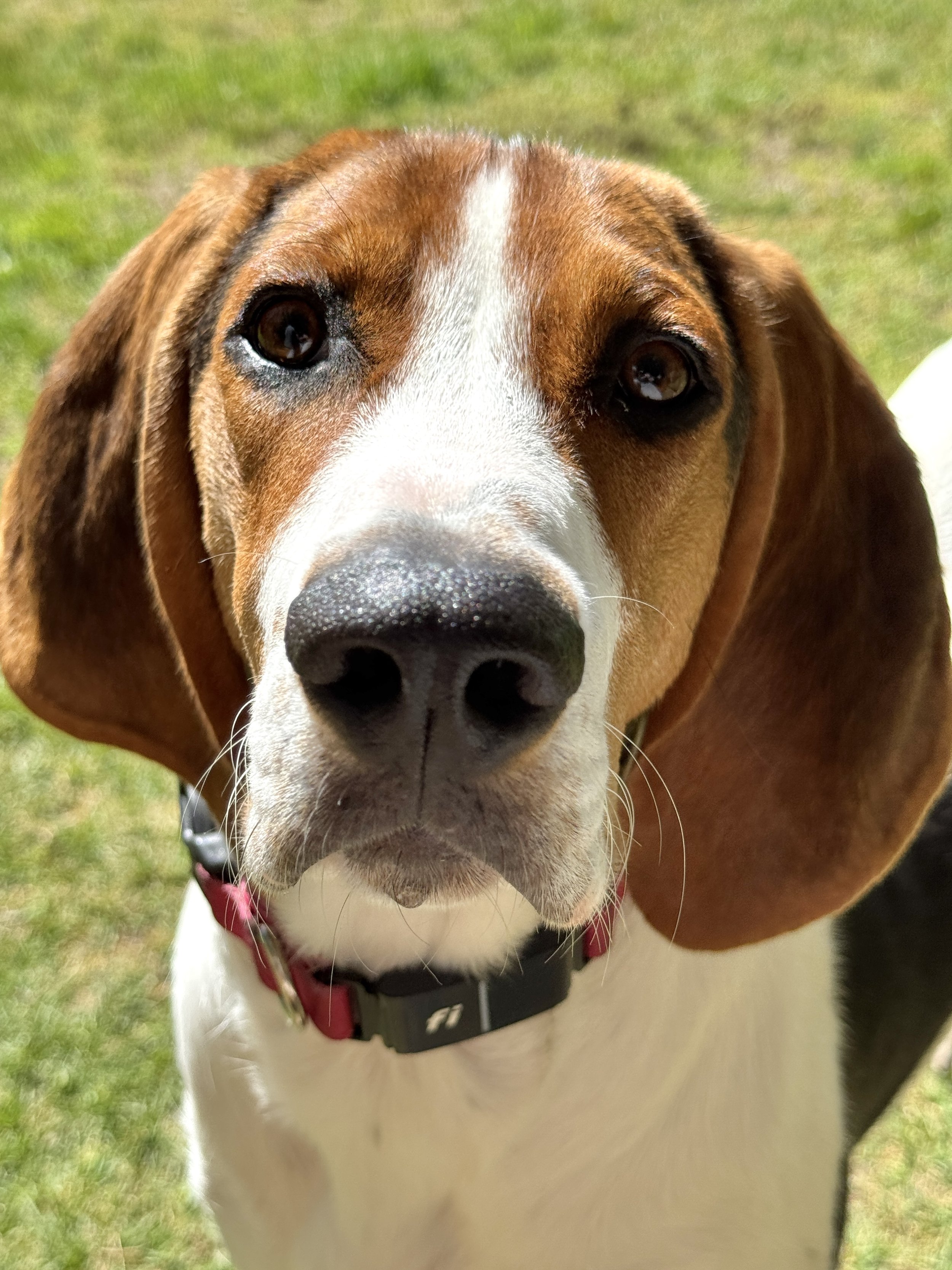 Young hound dog representing continuing bond and possible pet reincarnation