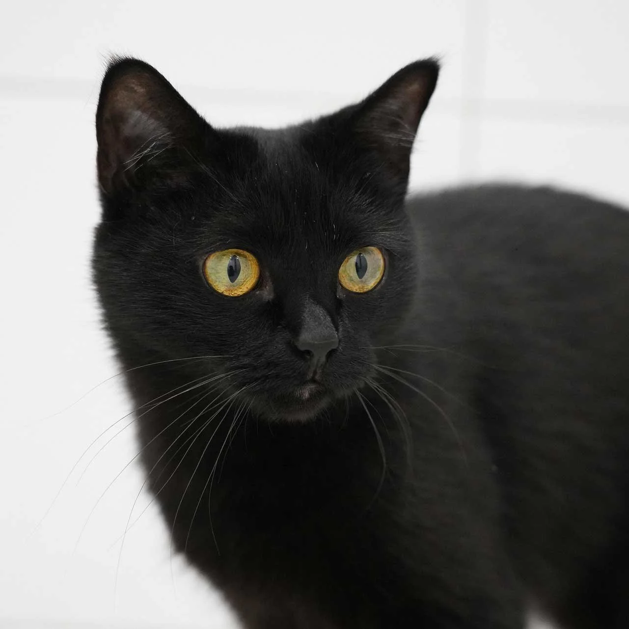Black cat named Thor with golden eyes, featured in a trauma-informed animal communication story about subtle environmental stressors
