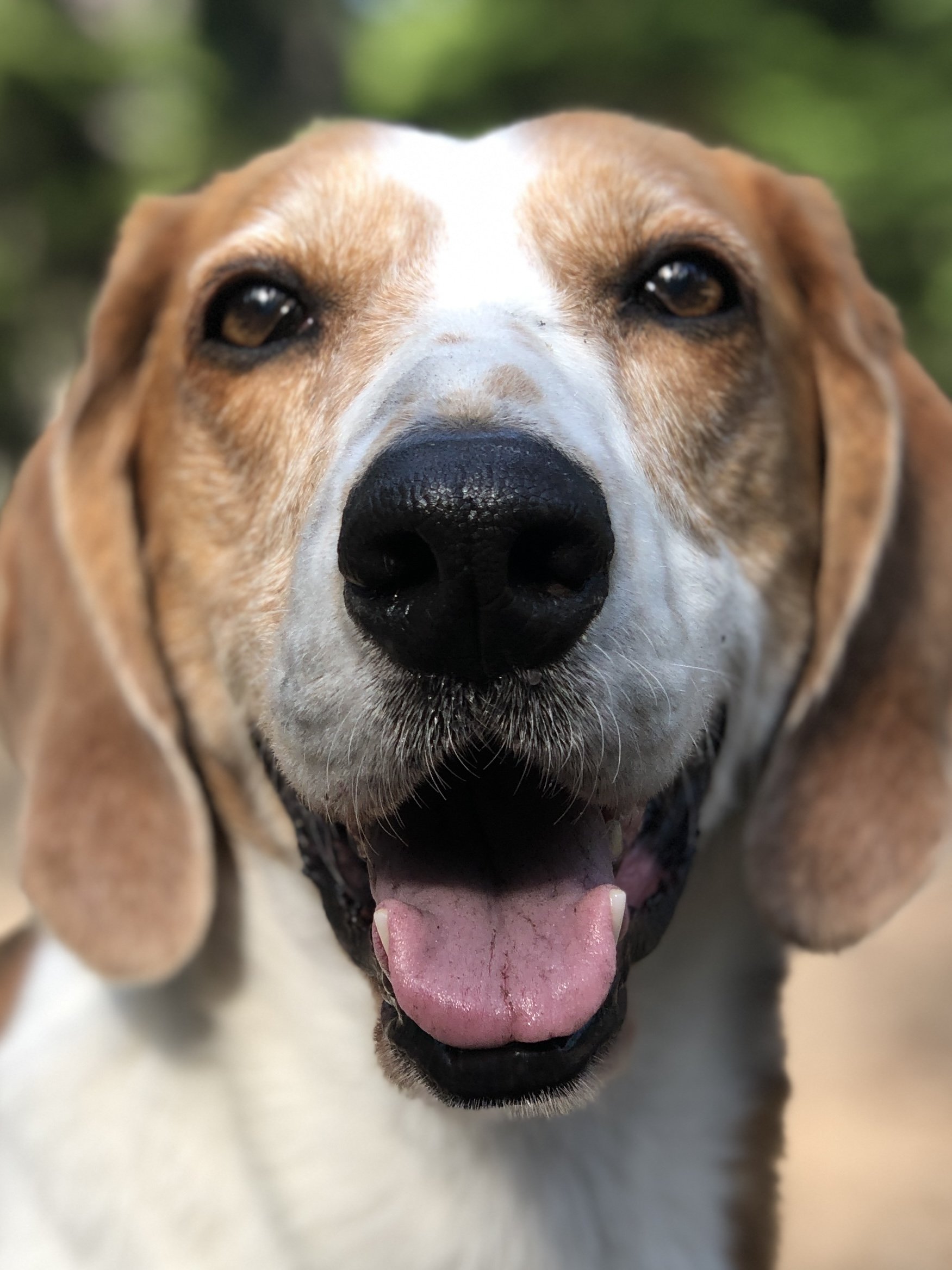 Animal communicator shares proof of the afterlife through pet mediumship