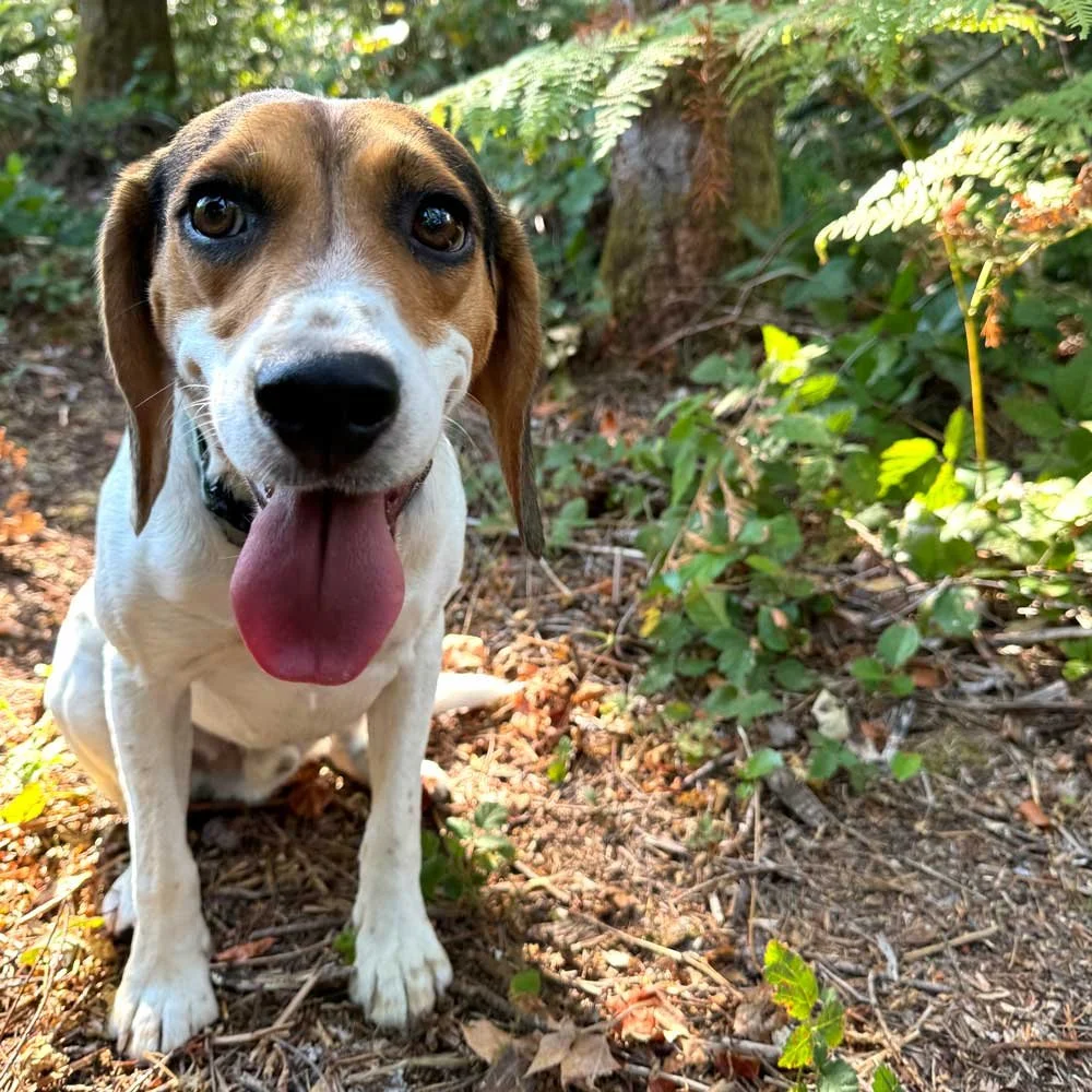 Finn, a rescued beagle, outdoors in a wooded area — illustrating trauma-informed animal communication and behavioral understanding.