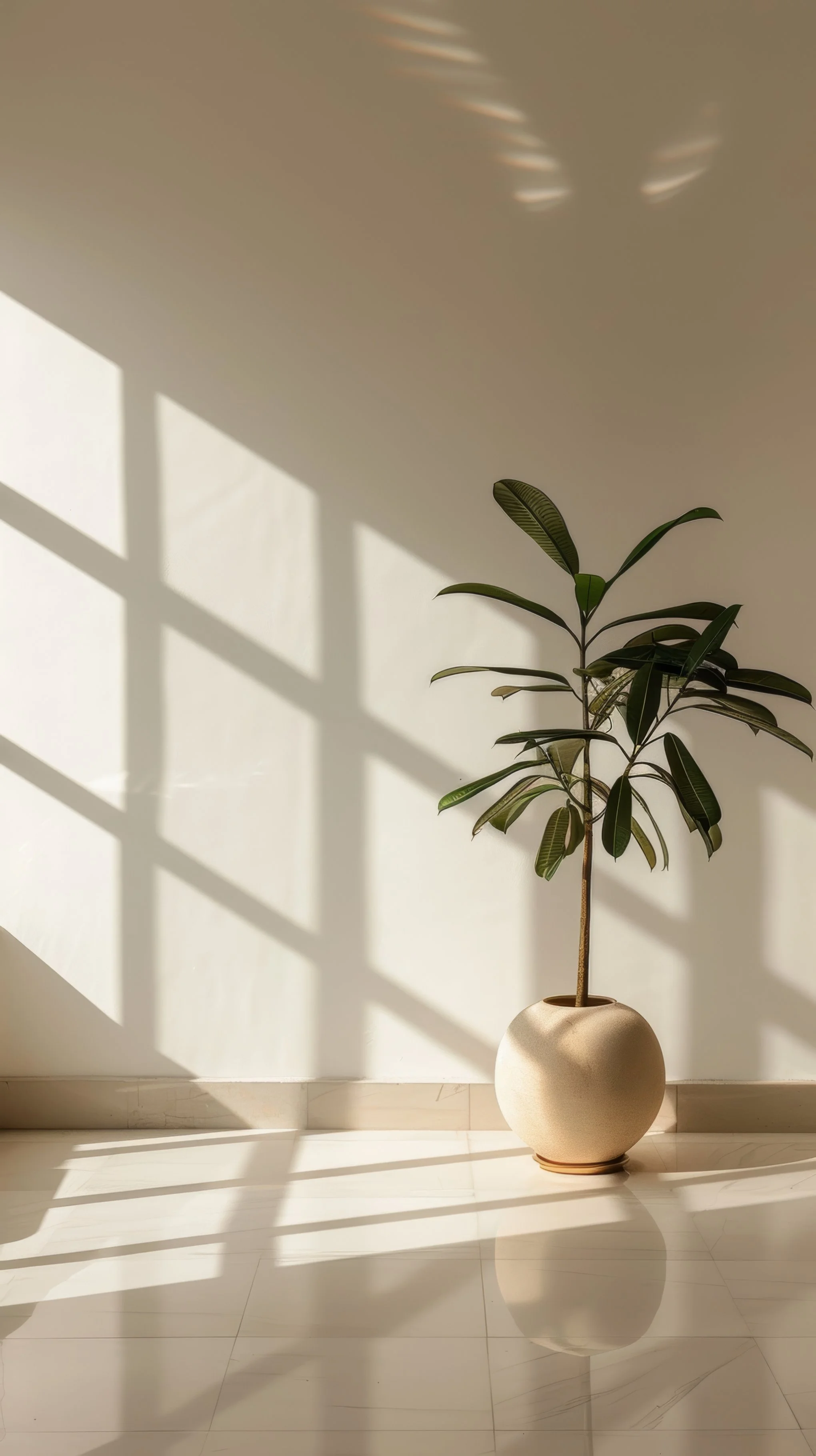 Minimalist interior with a potted plant and sunlight casting shadows on a wall.