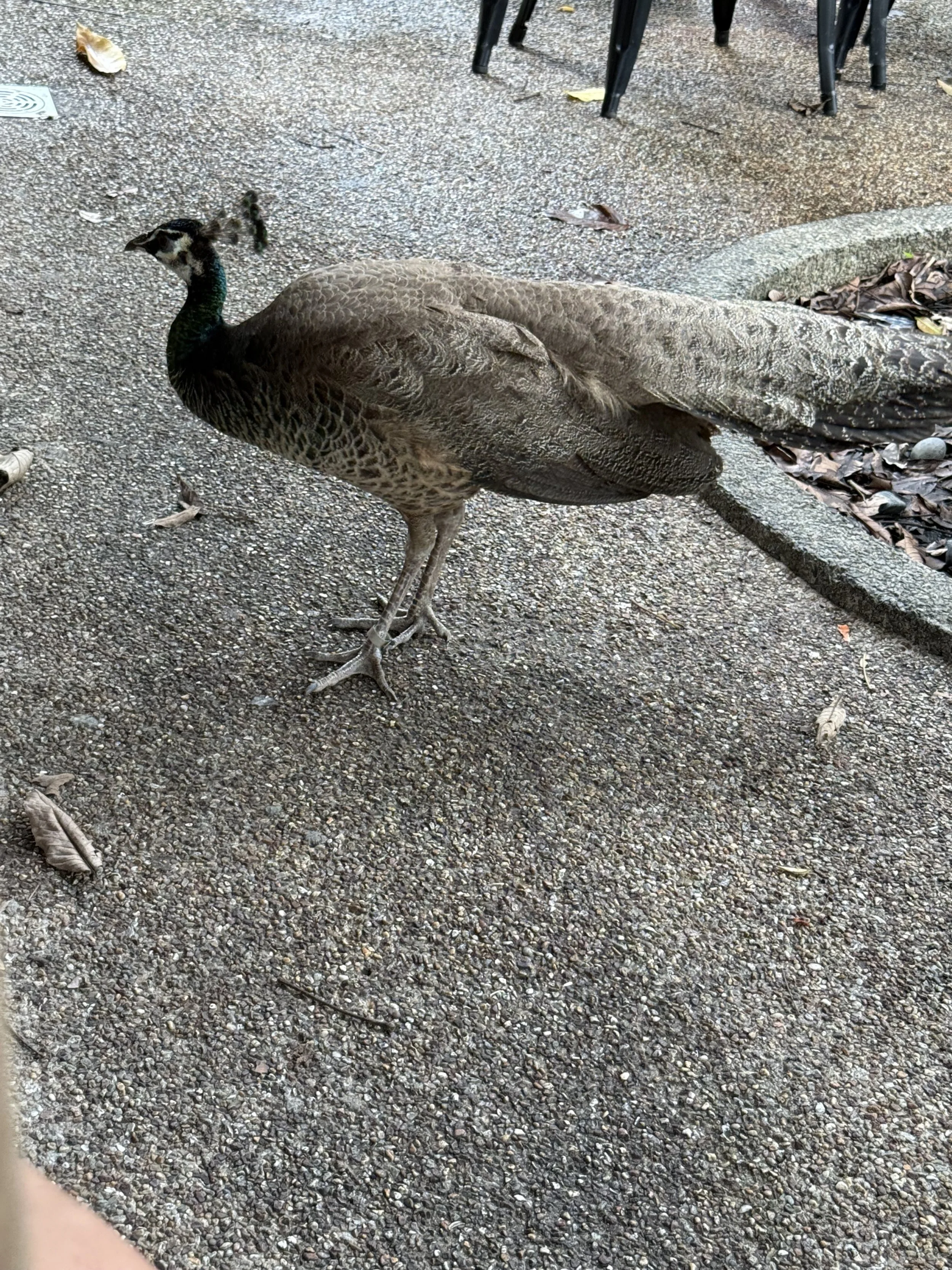 IMG_1685.jpeg
