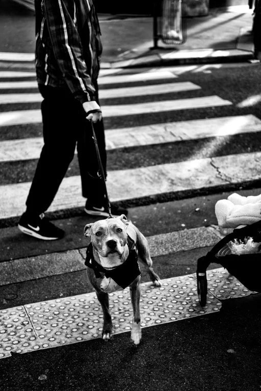 Dog in a Crosswalk