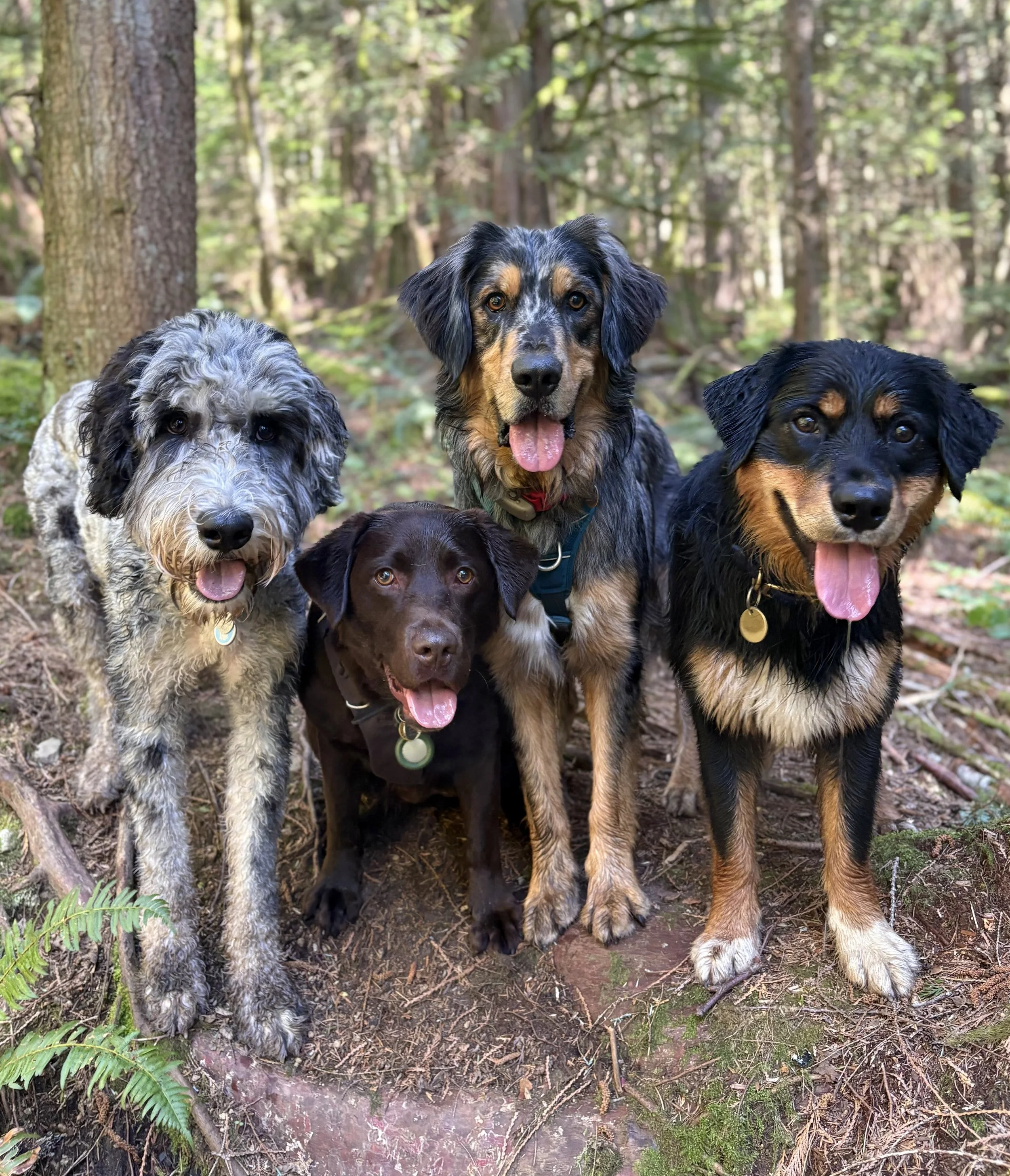 Five dogs sitting on a forest trail surrounded by greenery.