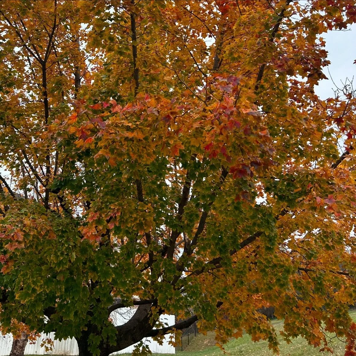 These colors together created my Mother Nature in perfect harmony