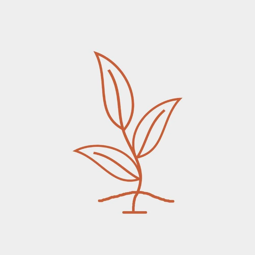 Line drawing of a small plant with four leaves and a thin stem on a light background.