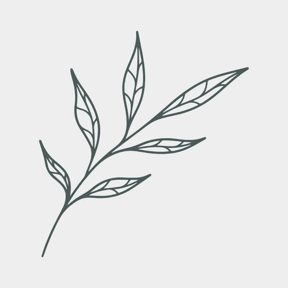 Minimalist illustration of a leaf with detailed veins, on a light background.