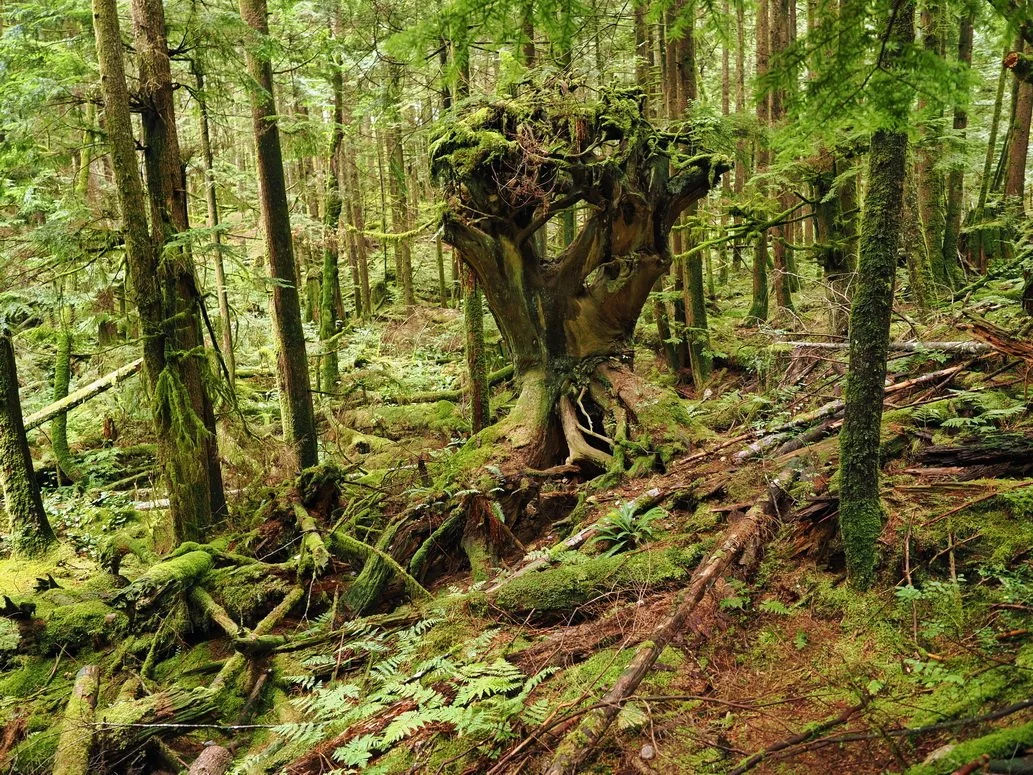 15-Buntzen Lake Trail.JPG