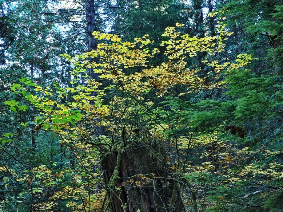 10-Gold Creek.JPG