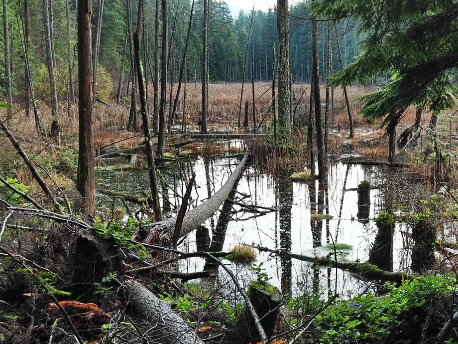 21-Woodhaven-Sasamat.JPG