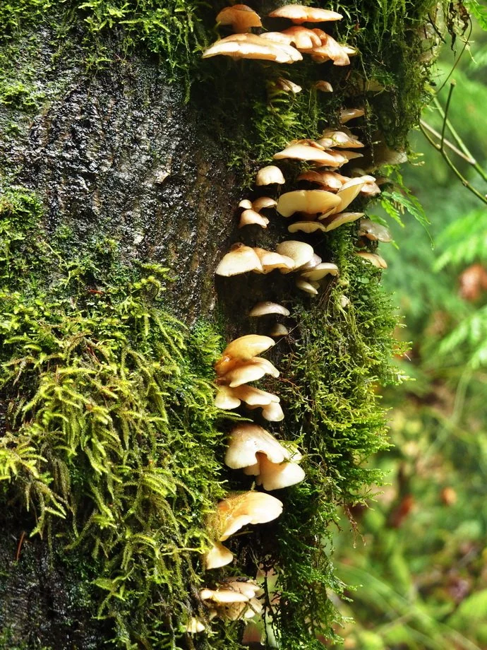 Minnekhada Reginal Park