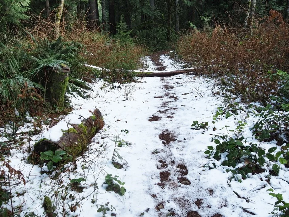 23-M Knapp UBC Research Forest.JPG