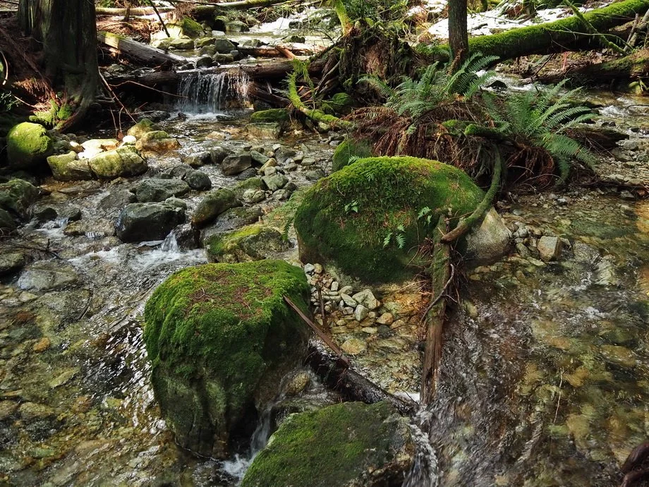 28-M Knapp UBC Research Forest.JPG