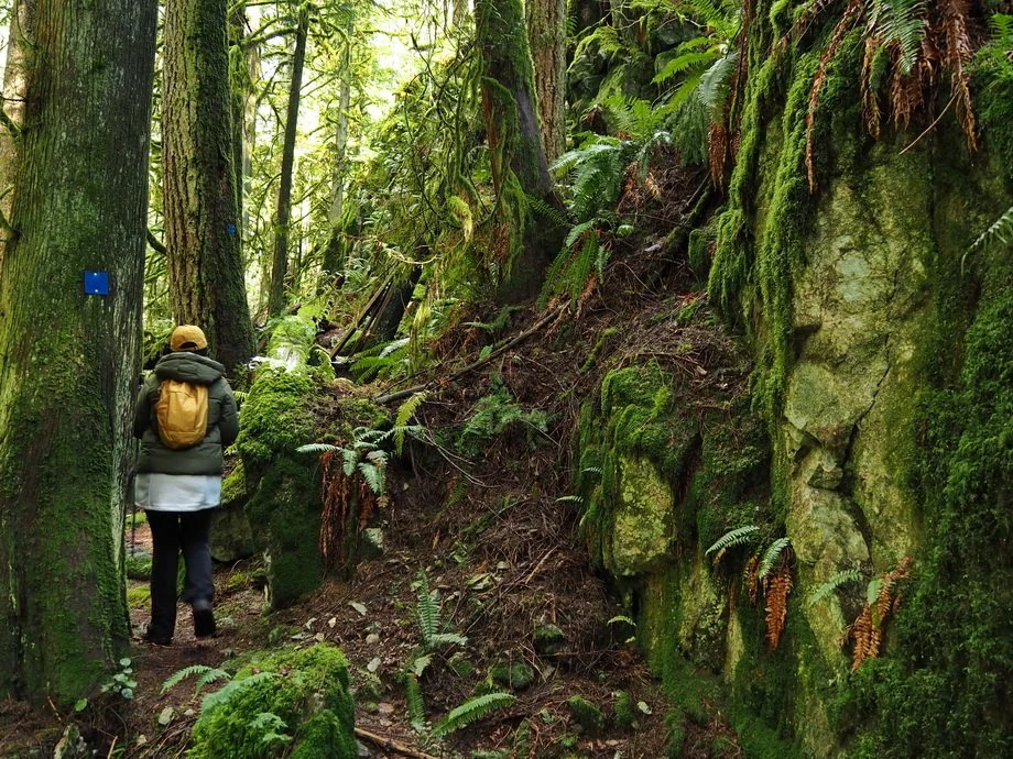 30-M Knapp UBC Research Forest.JPG