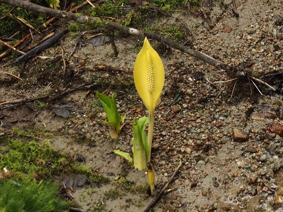 23-Seymour River and Lynn Creek.JPG