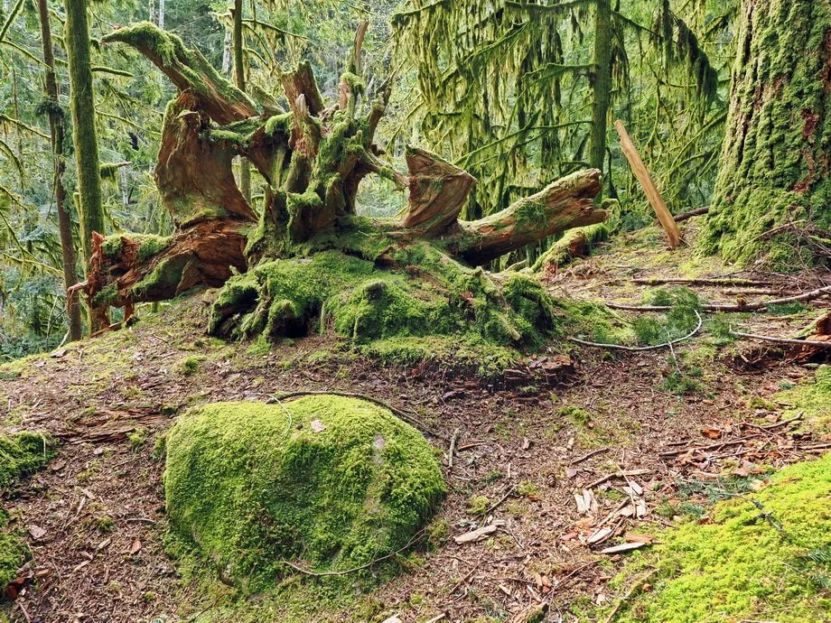 36-Rice Lake, Circuit 8 and Lynn Creek.JPG