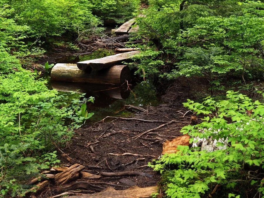 29-Brother's Creek.JPG