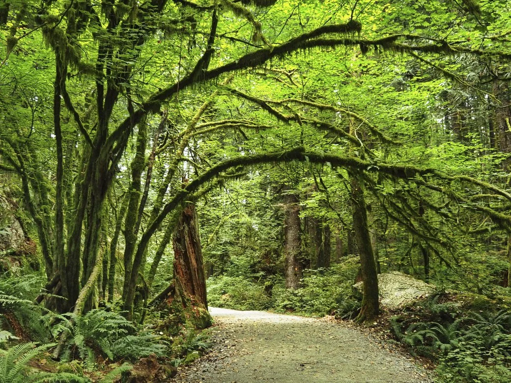 21-Gold Creek-Golden Ears Park_edited.jpg