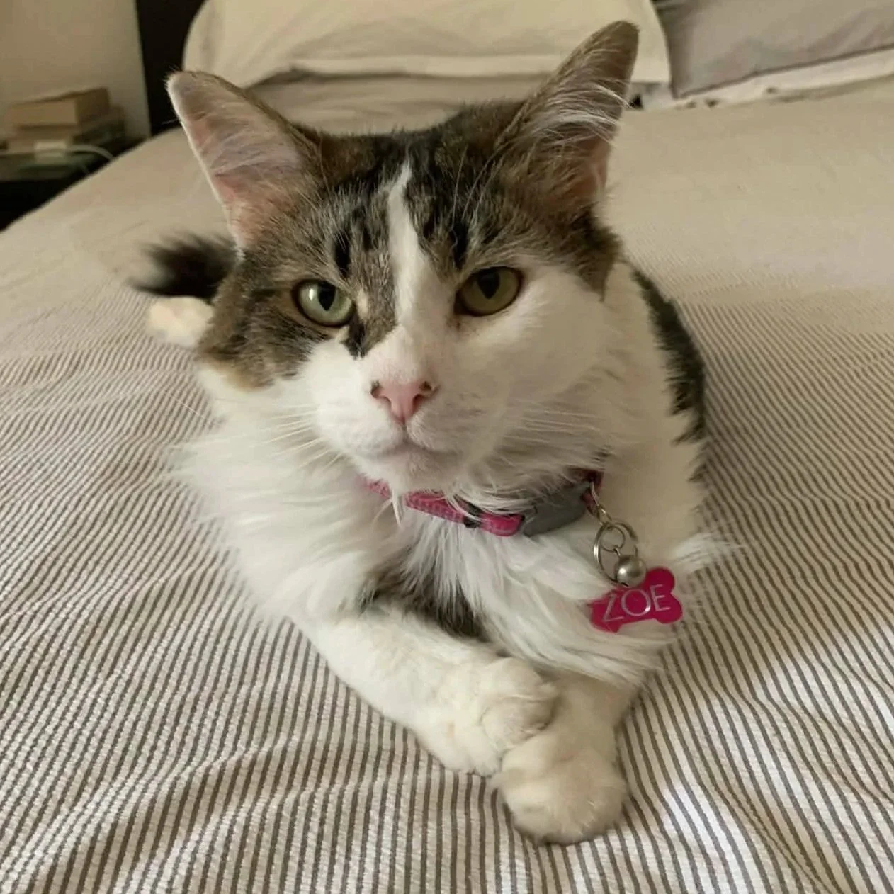 Zoe Cat.jpg