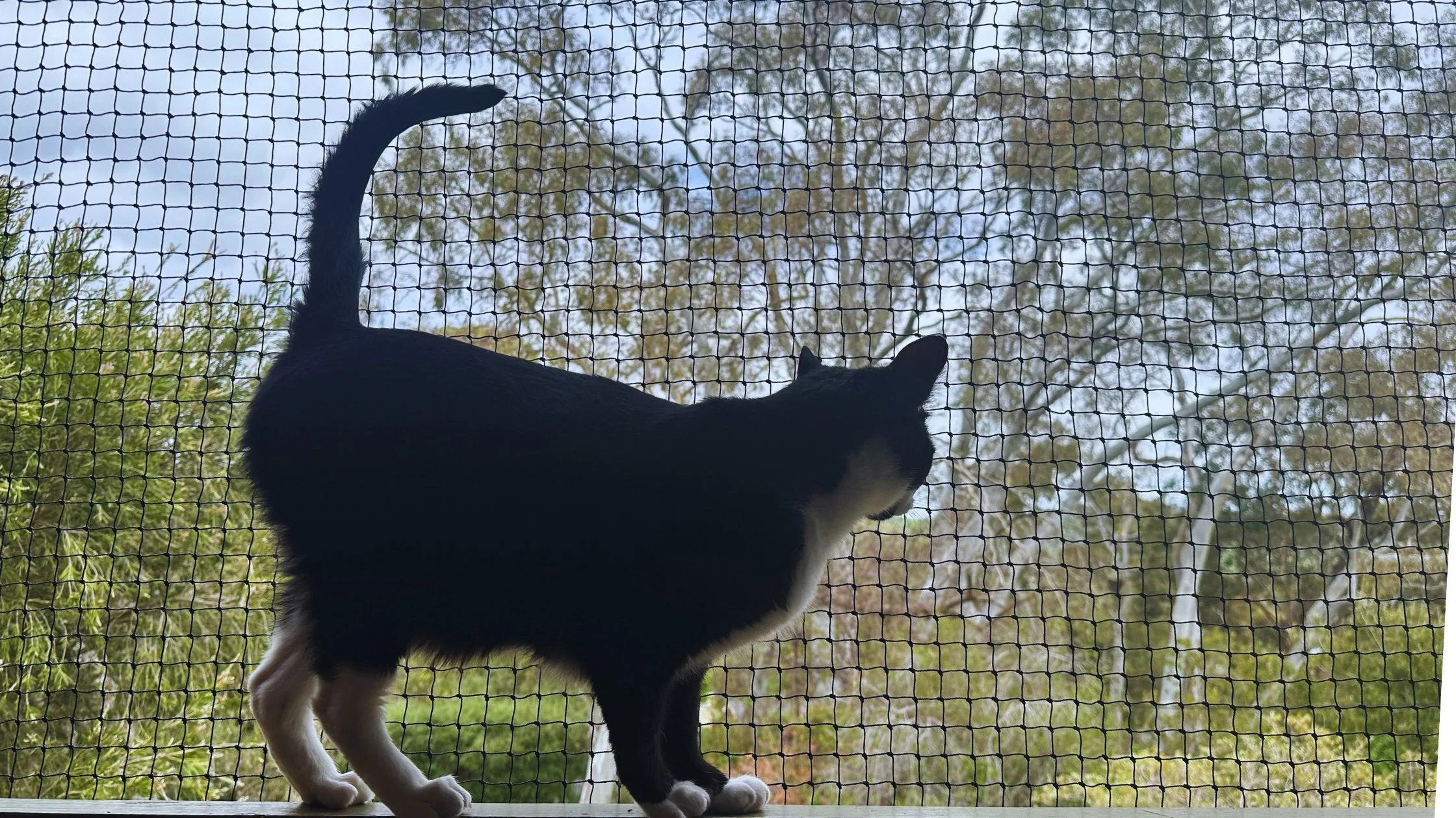 A black and white cat standing on a windowsill behind a mesh screen, looking outside at trees and sky.