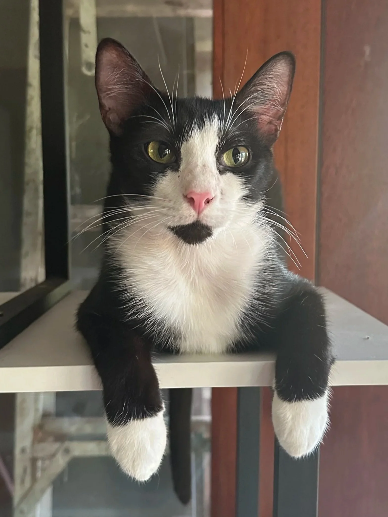 Woody, the cat.jpg