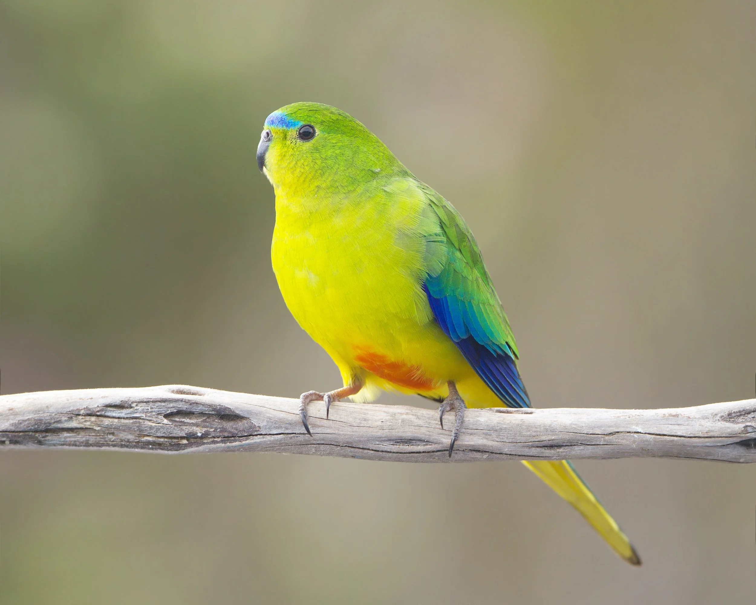 orange-bellied parrot.jpg