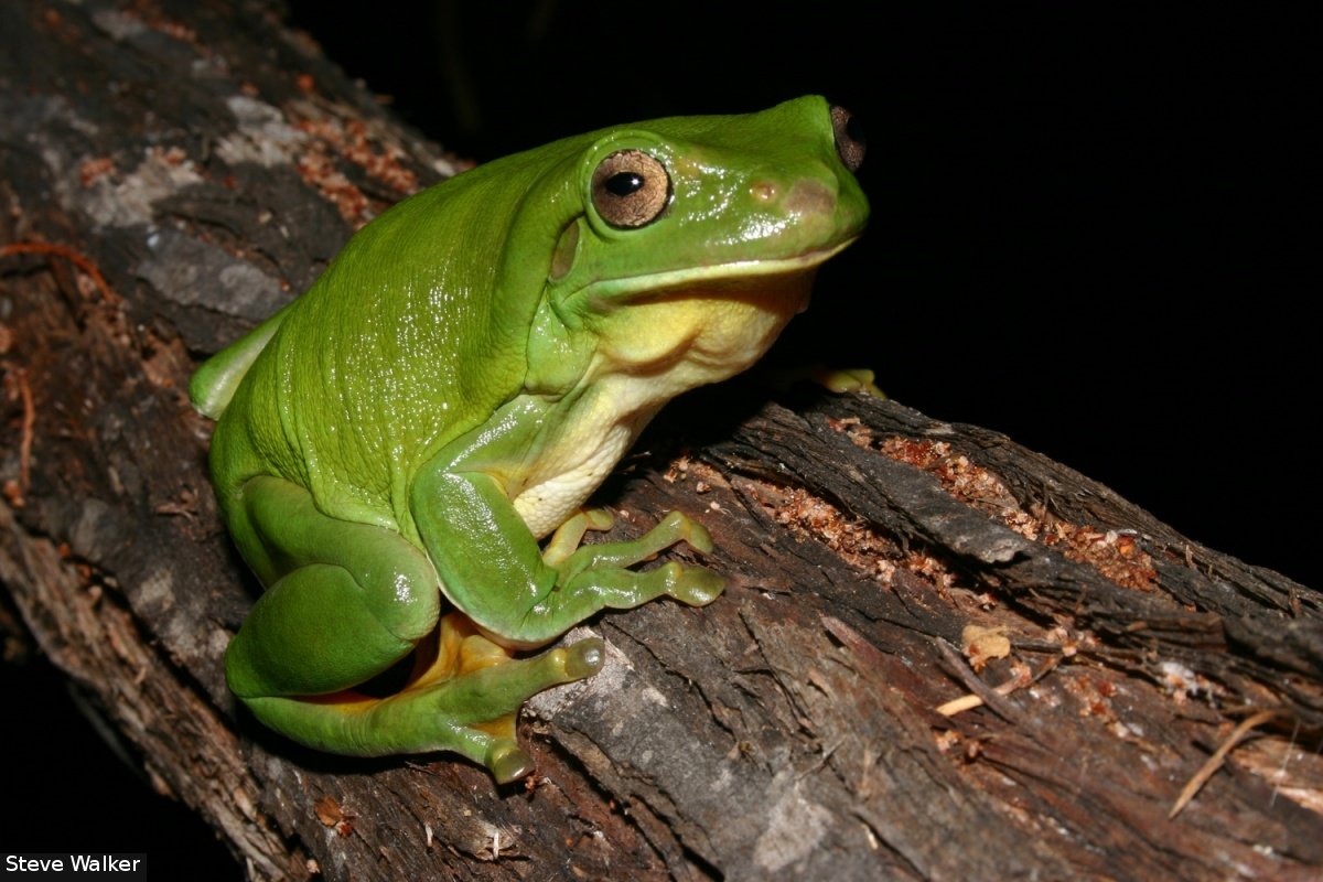 SA Tree Frog.jpg